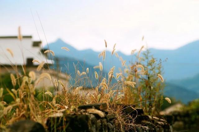 甲戌狗几月出生更好，八字里有辛未是有钱人