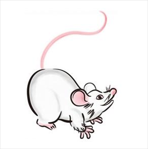 属鼠的几月出生命最苦，84年属鼠37岁有一灾2022