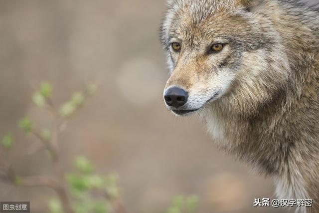 兔的上面是什么属相，兔前面两个生肖