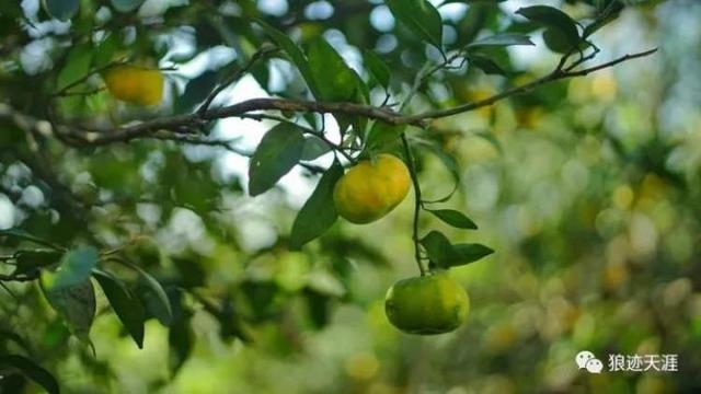 属兔生于农历九月，农历九月十七出生属兔