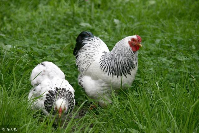 993年属鸡事业运势，1993年属鸡人牛年运势"