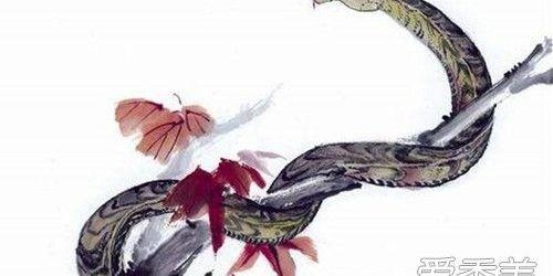 1年的蛇和99年的兔的婚姻，99年的兔子和01年的蛇"