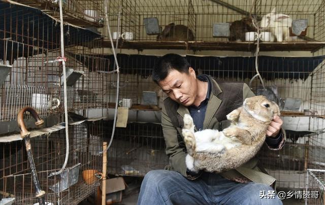 散养野兔用什么围栏 ，农村致富项目