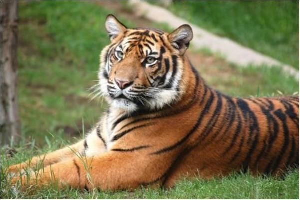 属虎出生哪个月份命最苦，1998几月出生虎命最苦