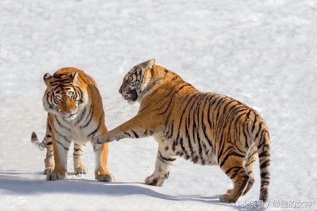 属虎的几点出生有福气，属虎最富贵的出生时辰