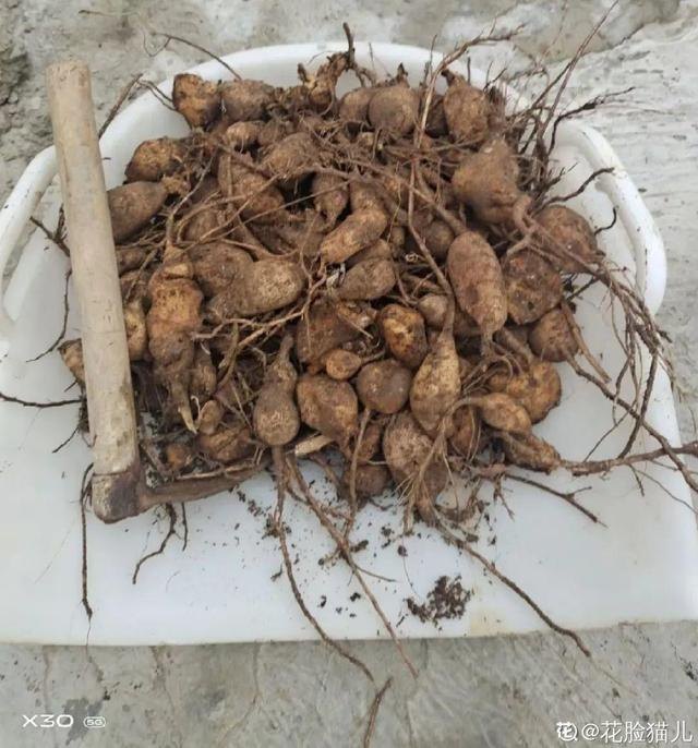 最有富贵命的五大生肖，五大更具富贵命生肖