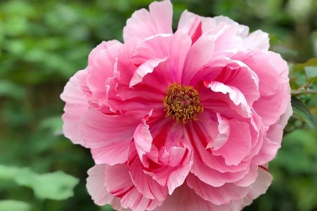 022年87年兔女人运势,1987年生肖兔十年"