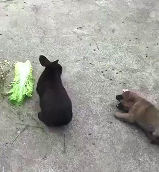 兔子是不是不能一直喂，兔子需要一直喂吗