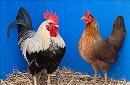 六九年属鸡男2022年运势，1969年属鸡2022年运势