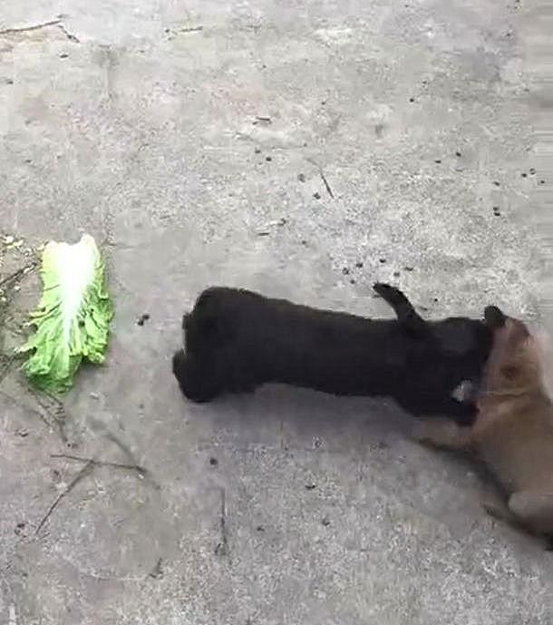 兔子是不是不能一直喂，兔子需要一直喂吗