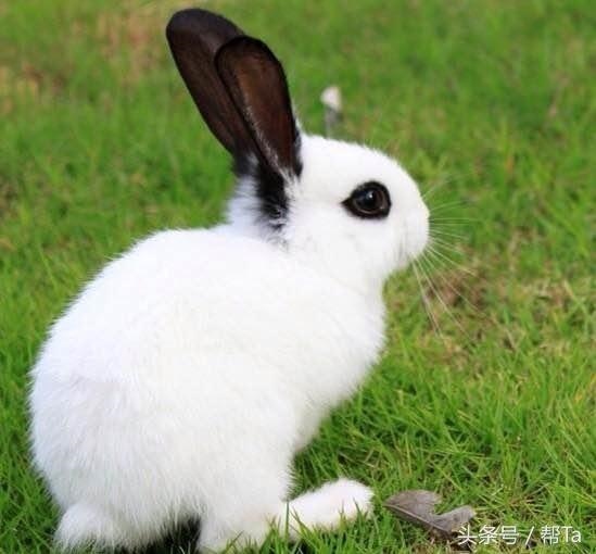 属虎的62年出生今年多少岁，属虎的今年运势