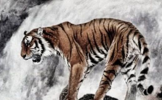 6年属虎女命苦，86属虎女2022