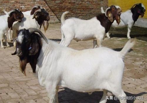 羊一次配多长时间，羊一般多长时间出栏