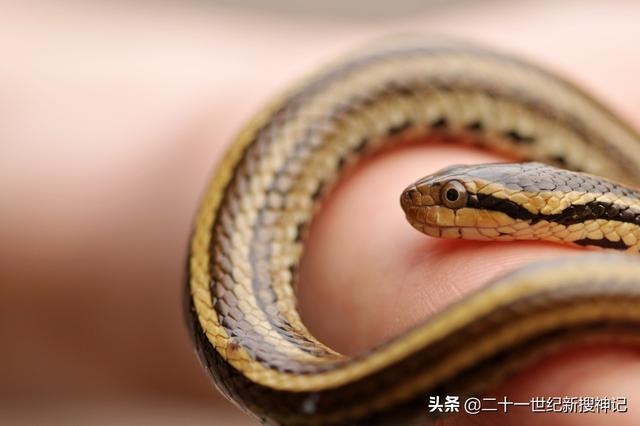 蛇头代表什么生肖，大字打一种动物