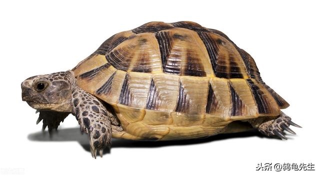 5年兔能活多久1949年，垂耳兔最多能活多久"