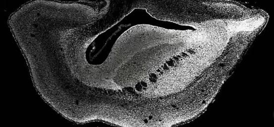 猴一岁相当于人多少岁，属猴的人今年更大多少岁