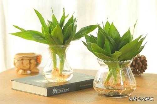 022年什么生肖运势最旺，2022