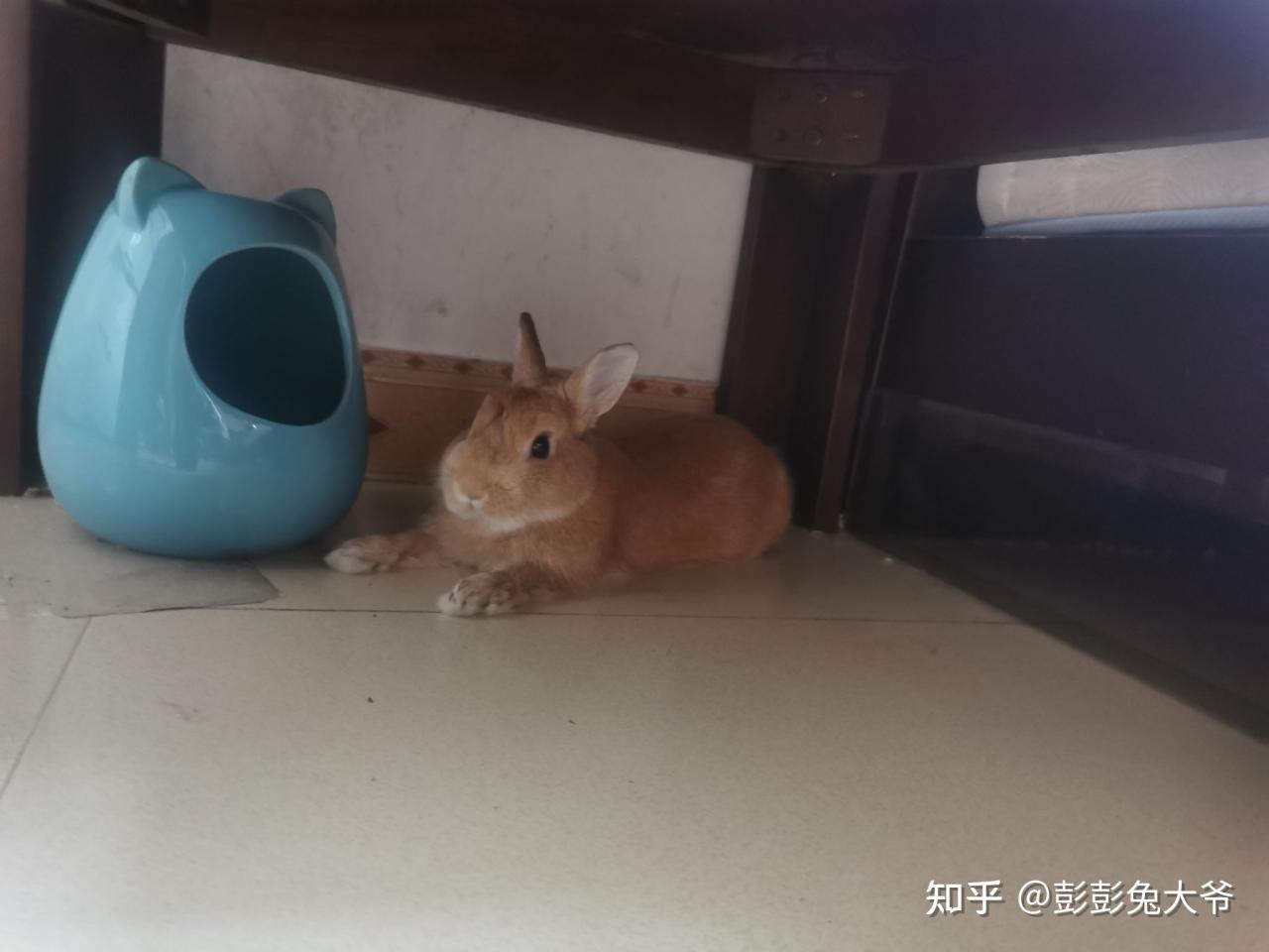 兔子会不会睡觉，兔子白天会睡觉吗