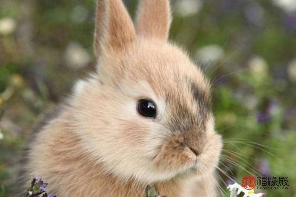 属兔人男结婚都能是二婚吗，属兔75女人有婚外情