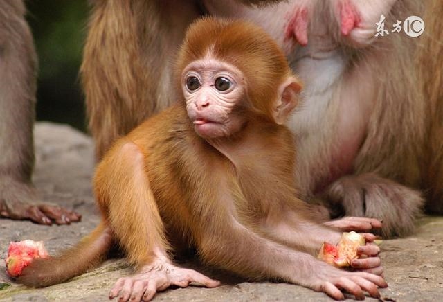 968属猴是什么命,92年属猴一生大劫年"