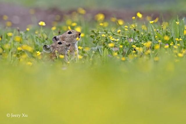 鼠兔生个鼠宝宝怎样，属兔的父母生鼠宝宝好吗