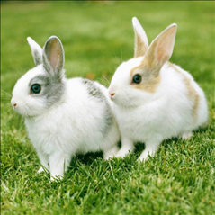 兔几月出生最不好，属兔忌讳几月出生农历