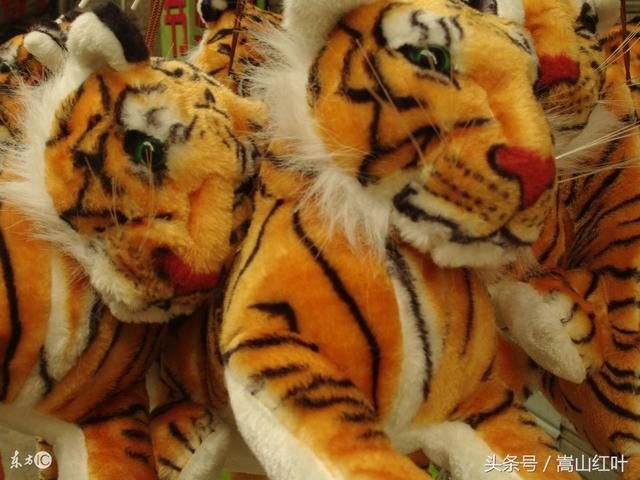 属兔的跟属虎的,属虎男98和属兔女99