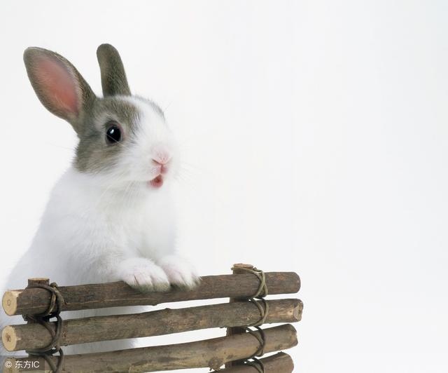 十兔九苦哪个月份最苦，属虎几月份最苦