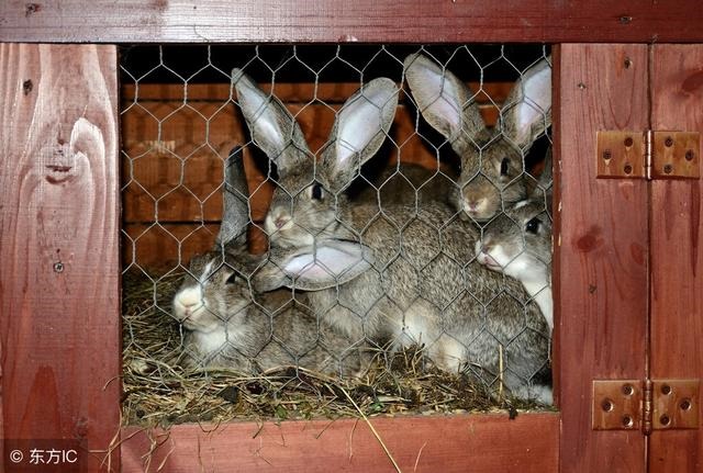 5年财运什么时候好，1975女兔在哪年行大运"