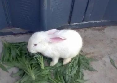 兔是哪一年出生,属羊的是哪年出生