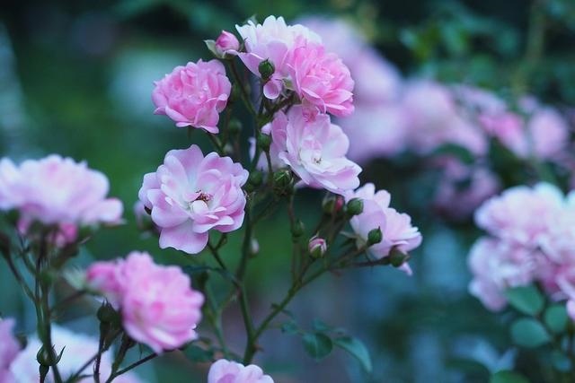 财运极佳的3大生肖女，横财运很好的3大生肖