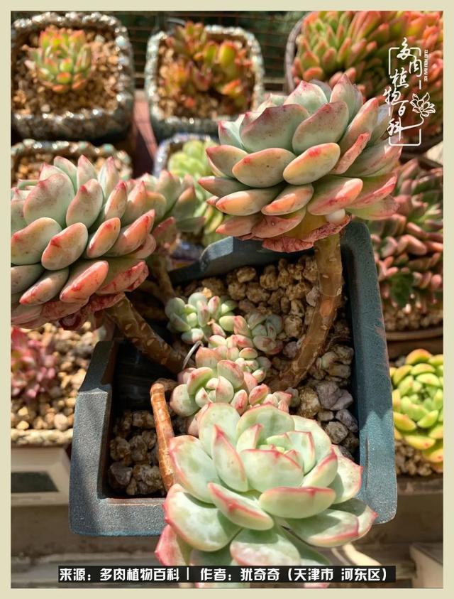 呗呗兔的土豪闺蜜是谁，呗呗兔和兔小六的关系