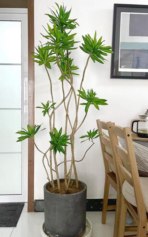 属兔人最富贵的出生时辰，生肖虎的三合贵人