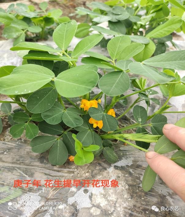 今年属兔运气不好怎么度过，属兔人旺财运 ***