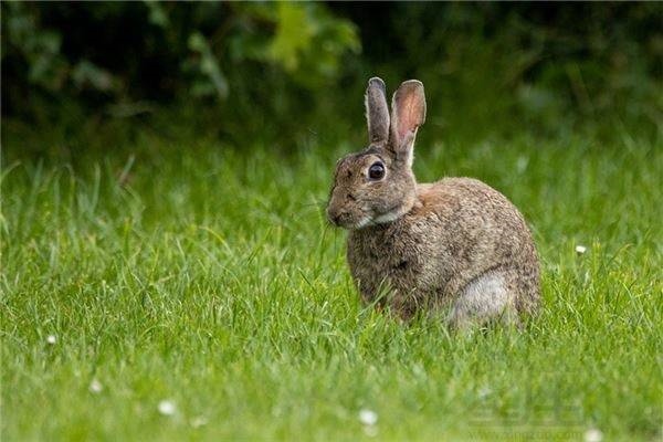 属兔人63年什么命，免费生辰八字五行查询