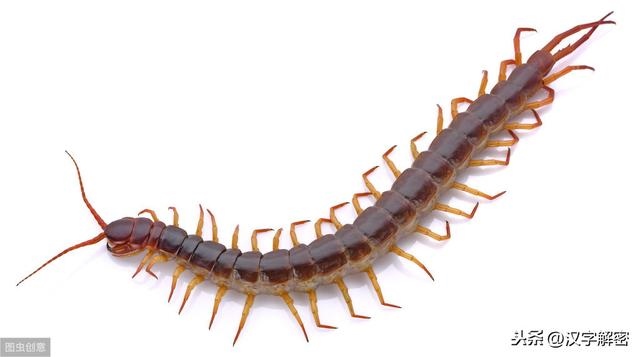 龙的属相是什么，属相龙的年份