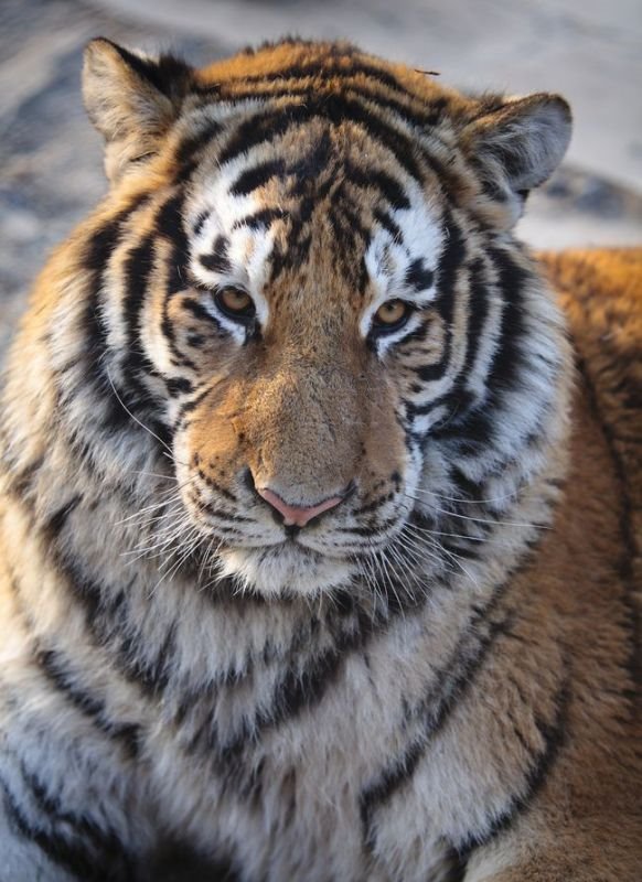 虎1986年男人命运，86年属虎人最穷不过36岁