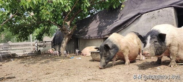 羊一次配多长时间，羊一般多长时间出栏