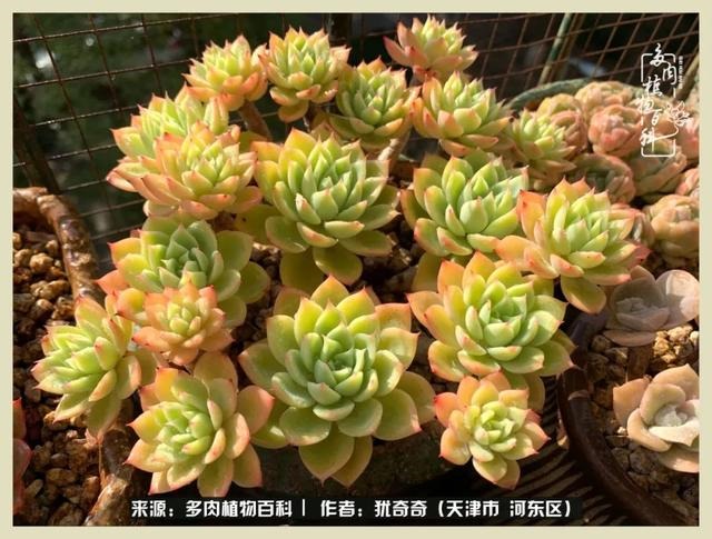 呗呗兔的土豪闺蜜是谁，呗呗兔和兔小六的关系