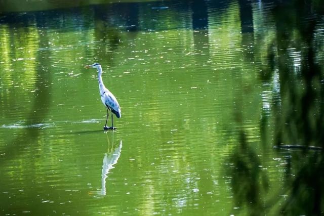 甲戌狗几月出生更好，八字里有辛未是有钱人