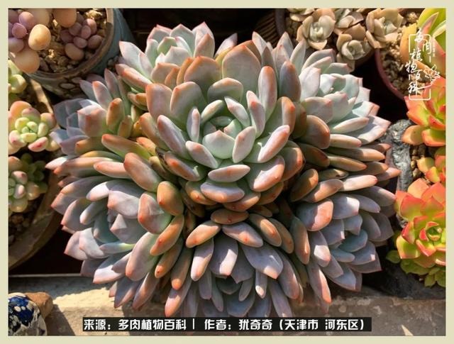 呗呗兔的土豪闺蜜是谁，呗呗兔和兔小六的关系