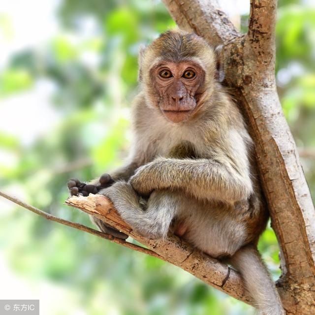 022年属猴女的运势和财运，2022年生肖狗运势详解"