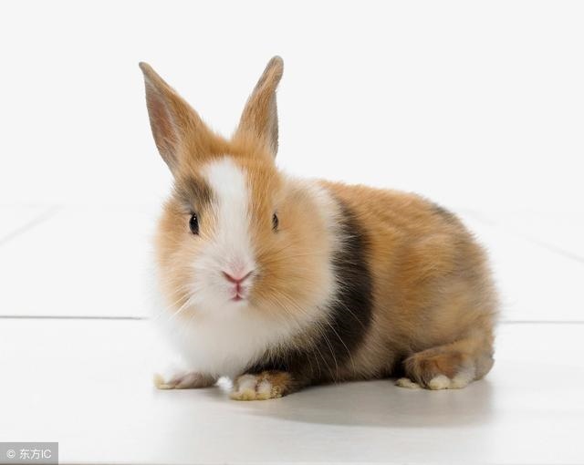 十兔九苦哪个月份最苦，属虎几月份最苦