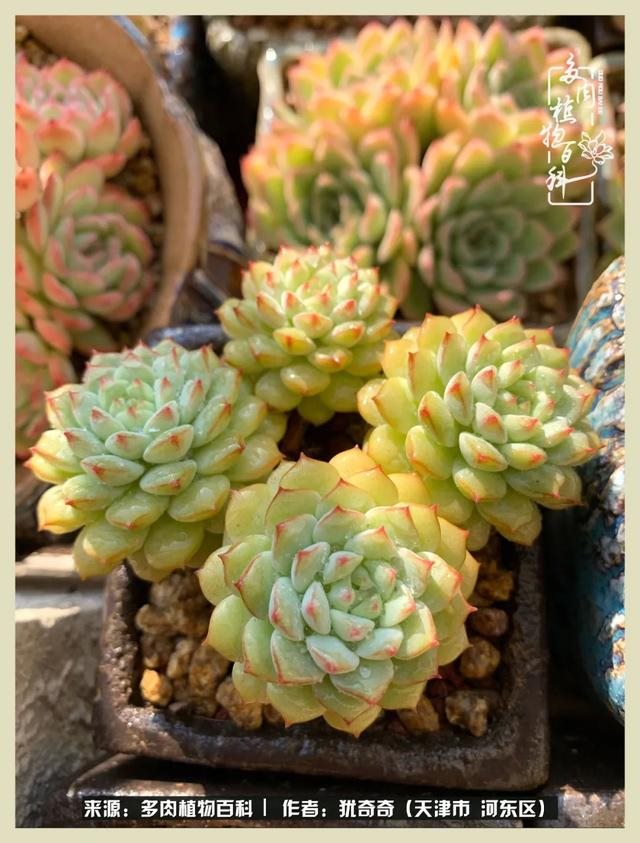 呗呗兔的土豪闺蜜是谁，呗呗兔和兔小六的关系