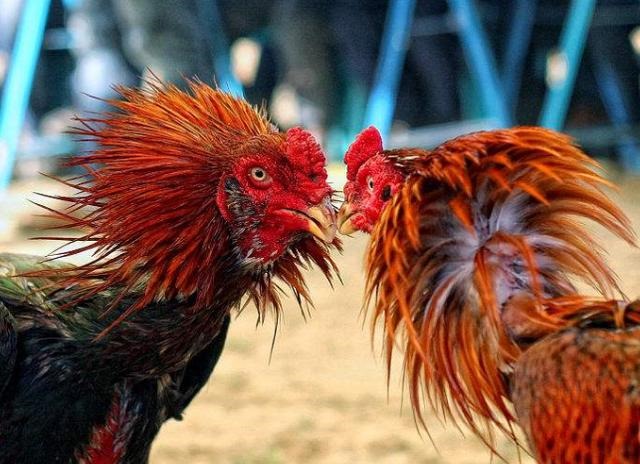 鸡的对头是什么动物，鸡的三合和六个合生肖是什么