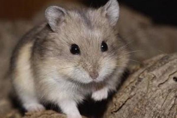 0年属鼠的多大年龄,六十多岁属鼠今年多少岁"