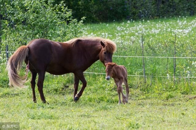6年出生属马今年多大，66年出生2022