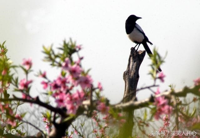 怀上贵子的征兆喜鹊报喜，被喜鹊拉屎是什么征兆