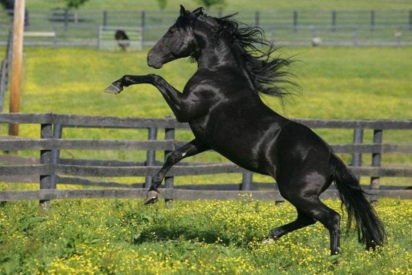 6年出生属马今年多大，66年出生2022