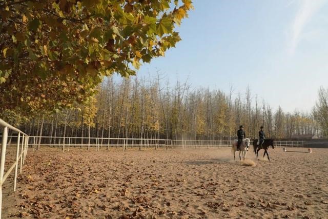 男兔和女马是几等婚姻，几月出生的马最苦